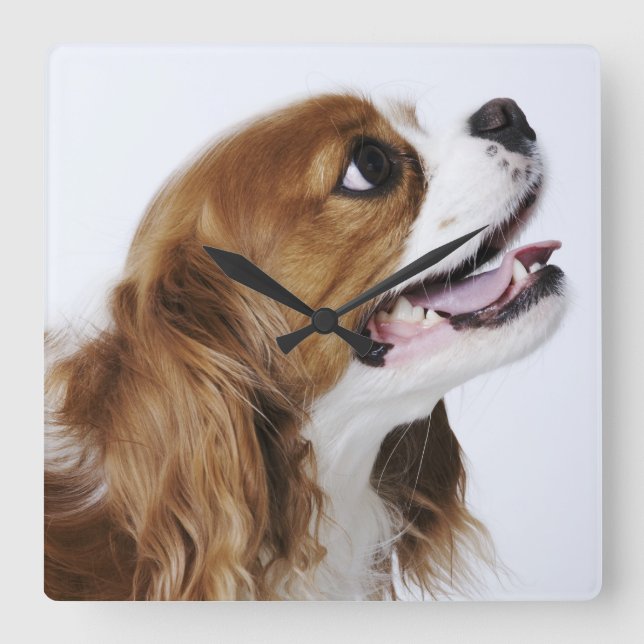 Reloj Cuadrado Cavalier King Charles Spaniel, side view (Anverso)