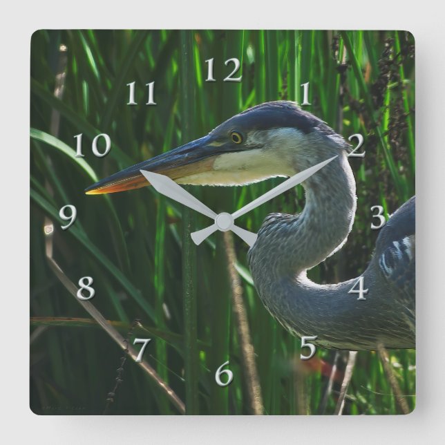 Reloj Cuadrado Cazadora temprana de aves de la garza azul (Anverso)