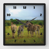 Cebras africanas en un ajuste natural