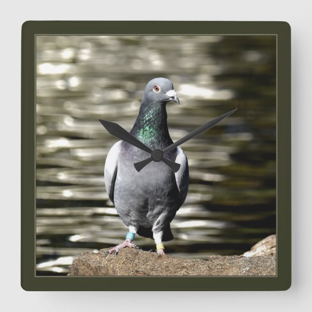 Reloj Cuadrado Cerdo (Anverso)