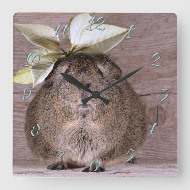 Reloj Cuadrado Cerdo de Guinea (Anverso)