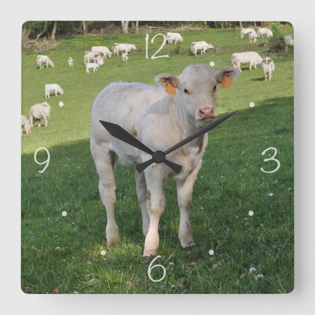Reloj Cuadrado Charolais calf (Anverso)