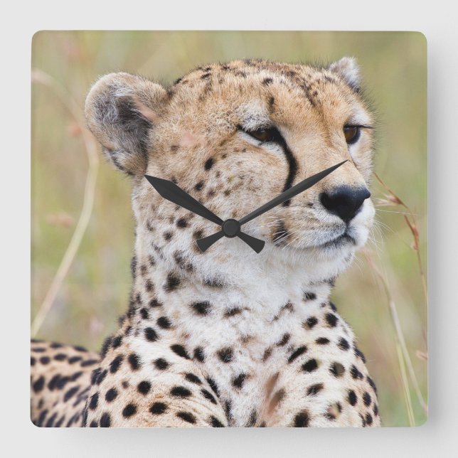 Reloj Cuadrado Cheetah (Anverso)