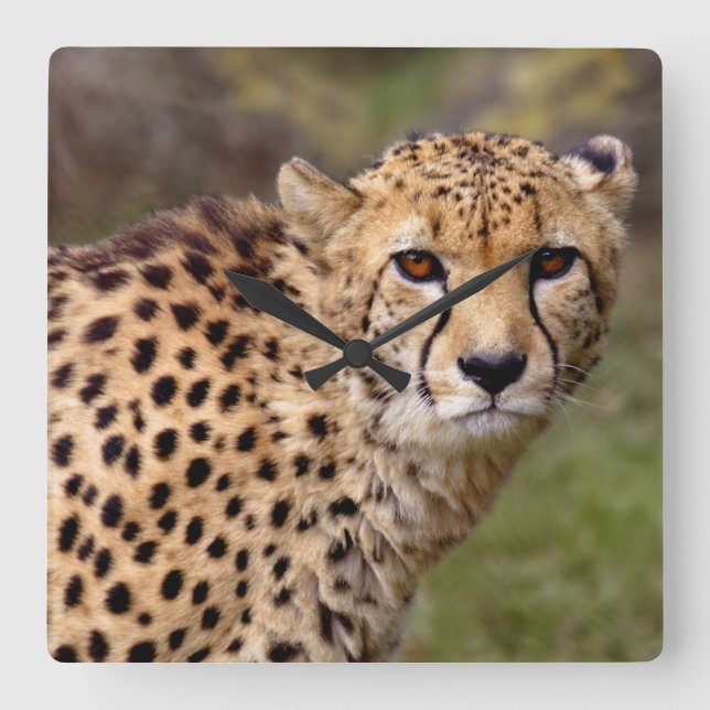Reloj Cuadrado Cheetah Clock (Anverso)