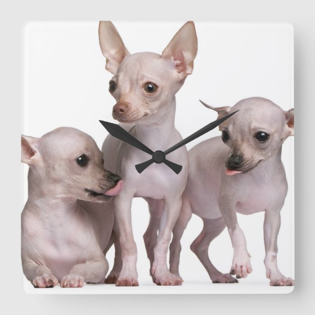 Reloj Cuadrado Chihuahua sin pelo (5 y 7 meses) (Anverso)