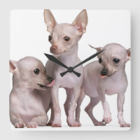 Chihuahua sin pelo (5 y 7 meses)