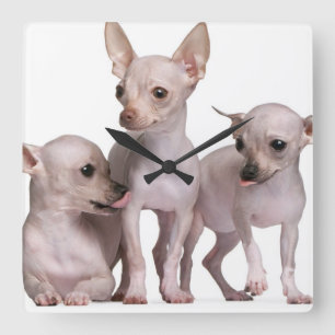 Reloj Cuadrado Chihuahua sin pelo (5 y 7 meses)