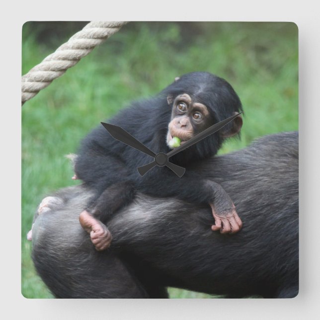Reloj Cuadrado Chimpancé 032 (Anverso)