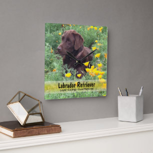 Reloj Cuadrado Chocolate Lab en un parche de CaliforniPoppy