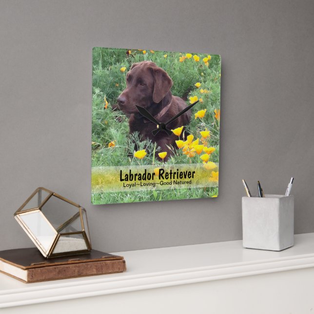 Reloj Cuadrado Chocolate Lab en un parche de CaliforniPoppy (Oficina)