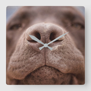 Reloj Cuadrado Chocolate Labrador Nose Closeup