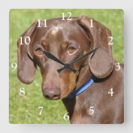 Reloj Cuadrado Chocolate y Tan Dachshund - Doxie
