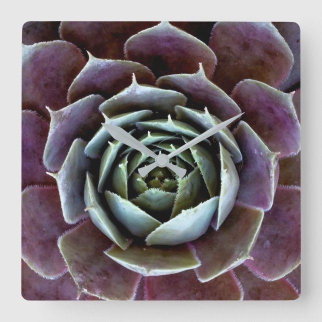 Reloj Cuadrado Cierre Purple Succulent (Anverso)