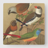 Cinco coloridas aves Mascotas encaramadas en una r