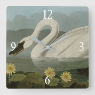 Reloj Cuadrado Cisne común estadounidense - Los pájaros de los Es