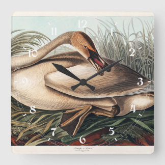 Reloj Cuadrado Cisne trompetero por John James Audubon