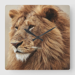 Reloj Cuadrado Close-up of male Lion