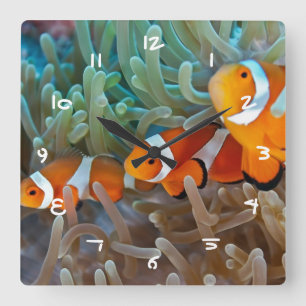 Reloj Cuadrado Clownfish