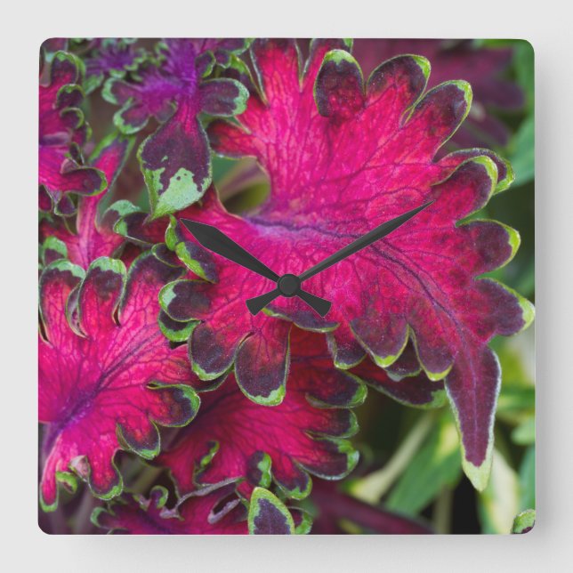 Reloj Cuadrado Coleus Macro (Anverso)