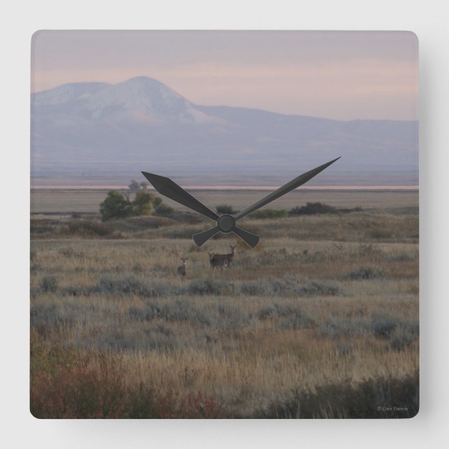 Reloj Cuadrado Colinas de pasto dulce D10 de cola blanca (Anverso)