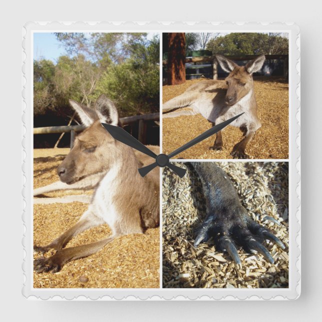 Reloj Cuadrado Collage de la foto de Lazing Kangaroo 3, (Anverso)