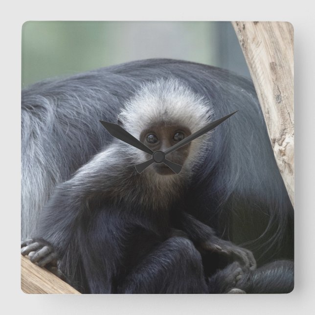 Reloj Cuadrado Colobus polykomos (Anverso)