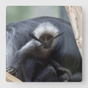 Reloj Cuadrado Colobus polykomos