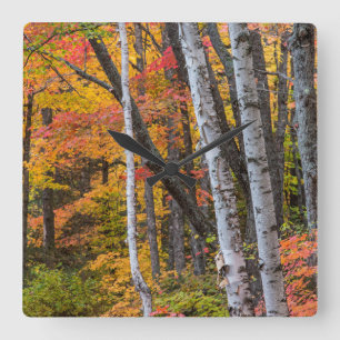 Reloj Cuadrado Color Otoñal En El Bosque Cerca De Copper Harbor