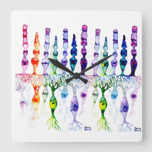 Reloj Cuadrado Cone cells rod cells and bipolar neurond of retina