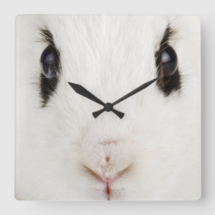 Reloj Cuadrado Conejo inglés (cuniculus del Oryctolagus)