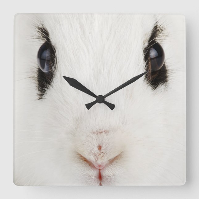 Reloj Cuadrado Conejo inglés (Oryctolagus cuniculus) (Anverso)