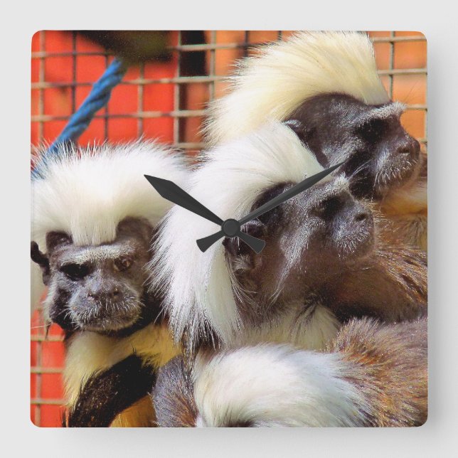 RELOJ CUADRADO COTTON-TOP TAMARIN MONKEYS (Anverso)