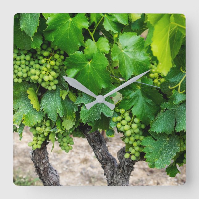 Reloj Cuadrado Cría de uvas de vino, Francia (Anverso)