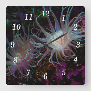 Reloj Cuadrado Crimson Anemone Wall Clock