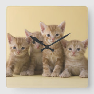 Reloj Cuadrado Cuatro gatitos de Shorthair del americano