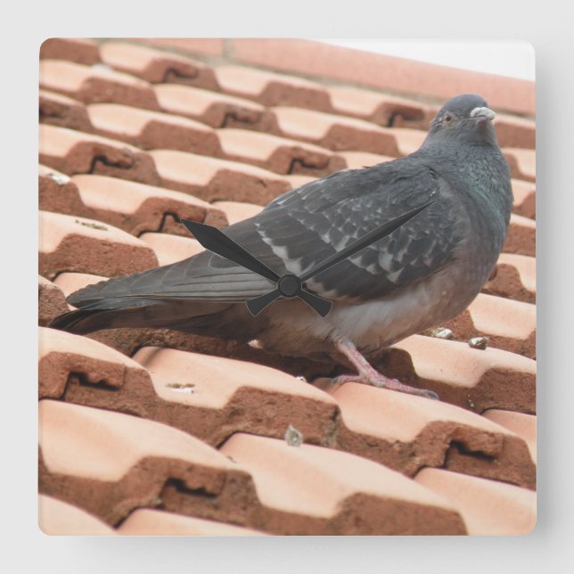 Reloj Cuadrado Cubierta de pared del pichón del techo (Anverso)