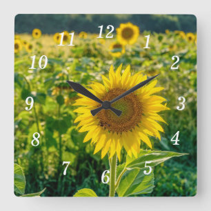 Reloj Cuadrado Cuello de pared del campo del girasol dorado