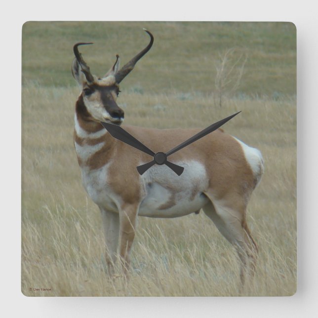 Reloj Cuadrado Cuernos torcidos del antílope de A37 Pronghorn (Anverso)