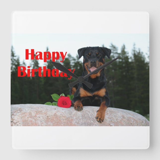 Reloj Cuadrado cumpleaños feliz de rottweiler (Anverso)