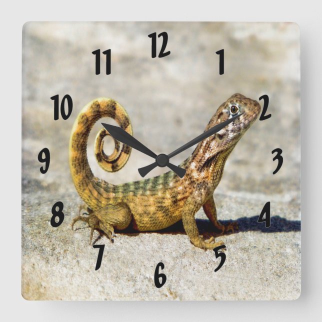 Reloj Cuadrado Curly Tailed Lizard (Anverso)