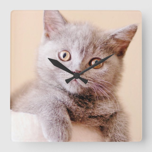 Reloj Cuadrado Cute British Shorthair Cat (Anverso)