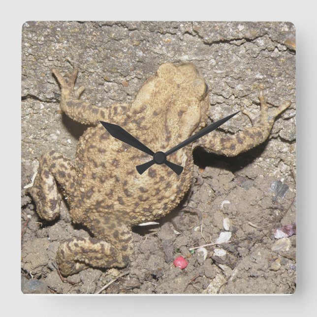 Reloj Cuadrado Cute Crawling Toad Wall Clock (Anverso)