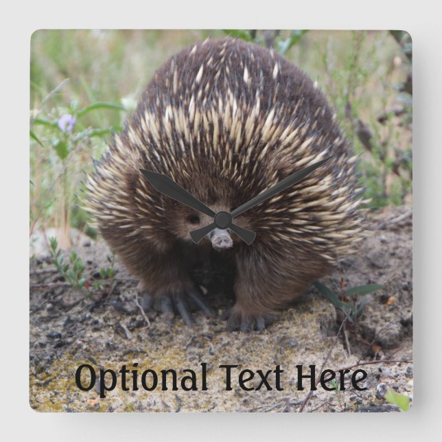 Reloj Cuadrado Cute Echidna de Australia (Anverso)
