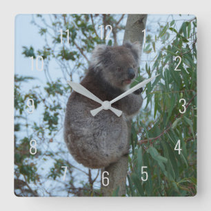 Reloj Cuadrado Cute Koala Subiendo en un Árbol Australia Square W