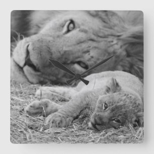 Reloj Cuadrado Cute Lion Cub Resting With Father