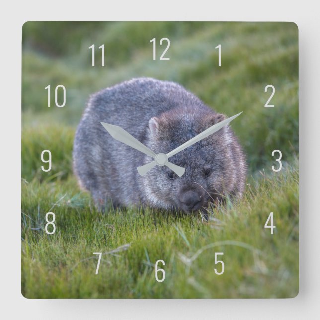 Reloj Cuadrado Cute Wombat Wildlife Animal Australia Green (Anverso)