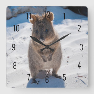 Reloj Cuadrado Cute y feliz Quokka en la playa en Australia