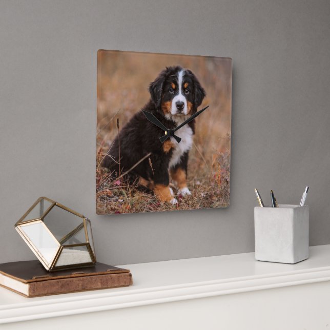 Reloj Cuadrado Cutest Baby Animals | Bernese Mountain Dog (Oficina)