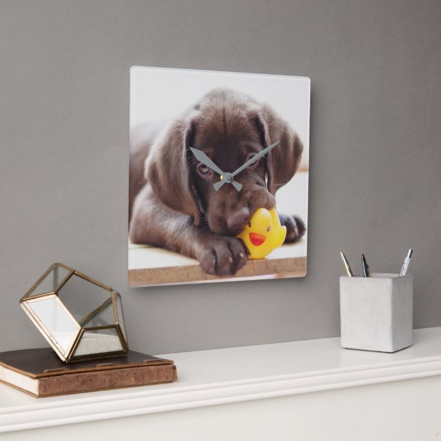 Reloj Cuadrado Cutest Baby Animals | Chocolate Labrador Puppy (Oficina)