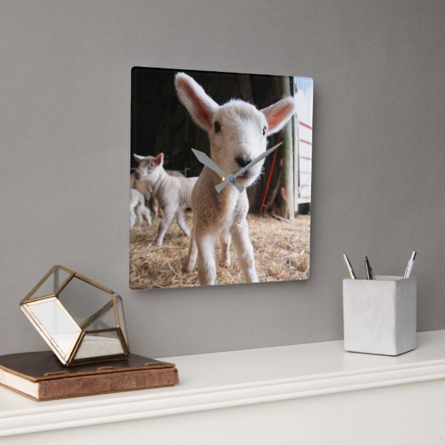 Reloj Cuadrado Cutest Baby Animals | Cute Lamb in a Farm (Oficina)